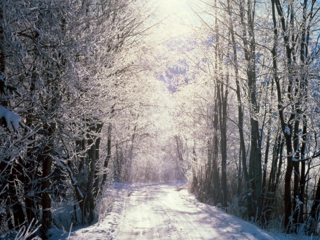 Sfondi Snowy Woods In Switzerland 640x480