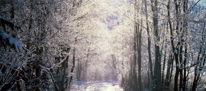 Snowy Woods In Switzerland wallpaper 720x320