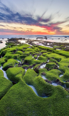 Das Pacific Ocean - Green Shore Wallpaper 240x400