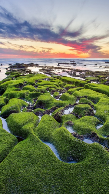 Das Pacific Ocean - Green Shore Wallpaper 360x640