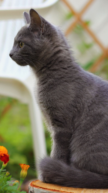 Smokey Cat wallpaper 360x640