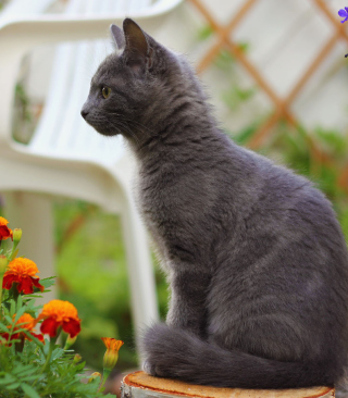 Smokey Cat - Obrázkek zdarma pro 240x400