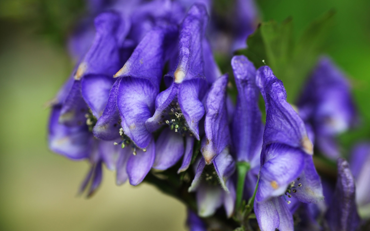 Purple Flowers wallpaper 1280x800