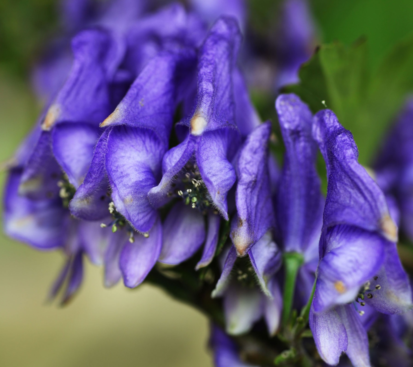 Обои Purple Flowers 1440x1280