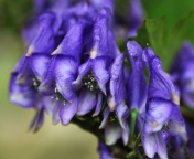 Fondo de pantalla Purple Flowers 176x144