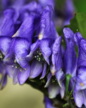 Fondo de pantalla Purple Flowers 176x220