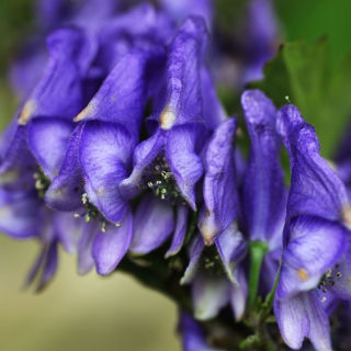 Purple Flowers - Obrázkek zdarma pro 2048x2048