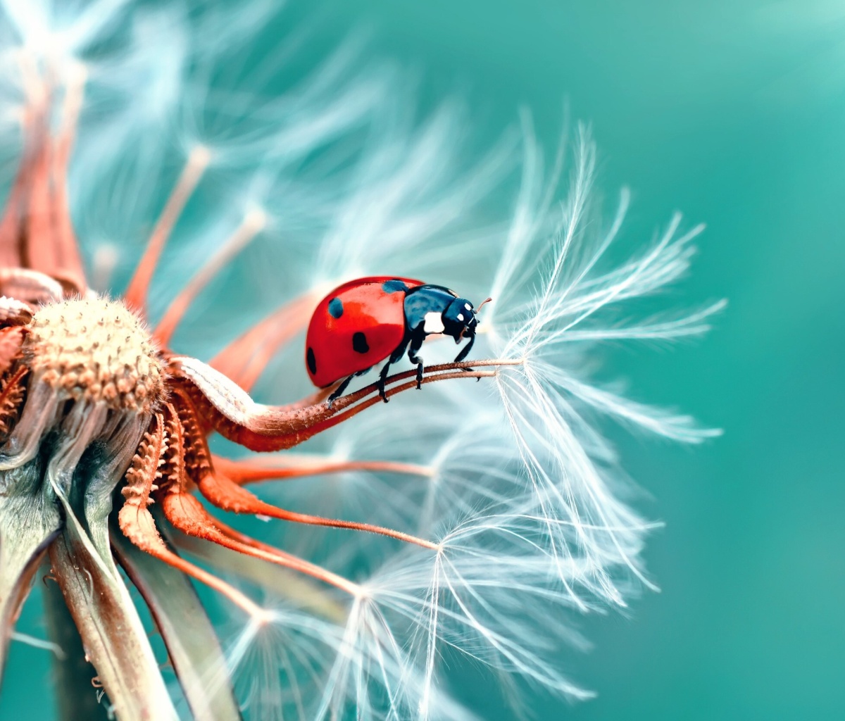 Обои Ladybug in Dandelion 1200x1024