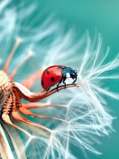 Fondo de pantalla Ladybug in Dandelion 132x176