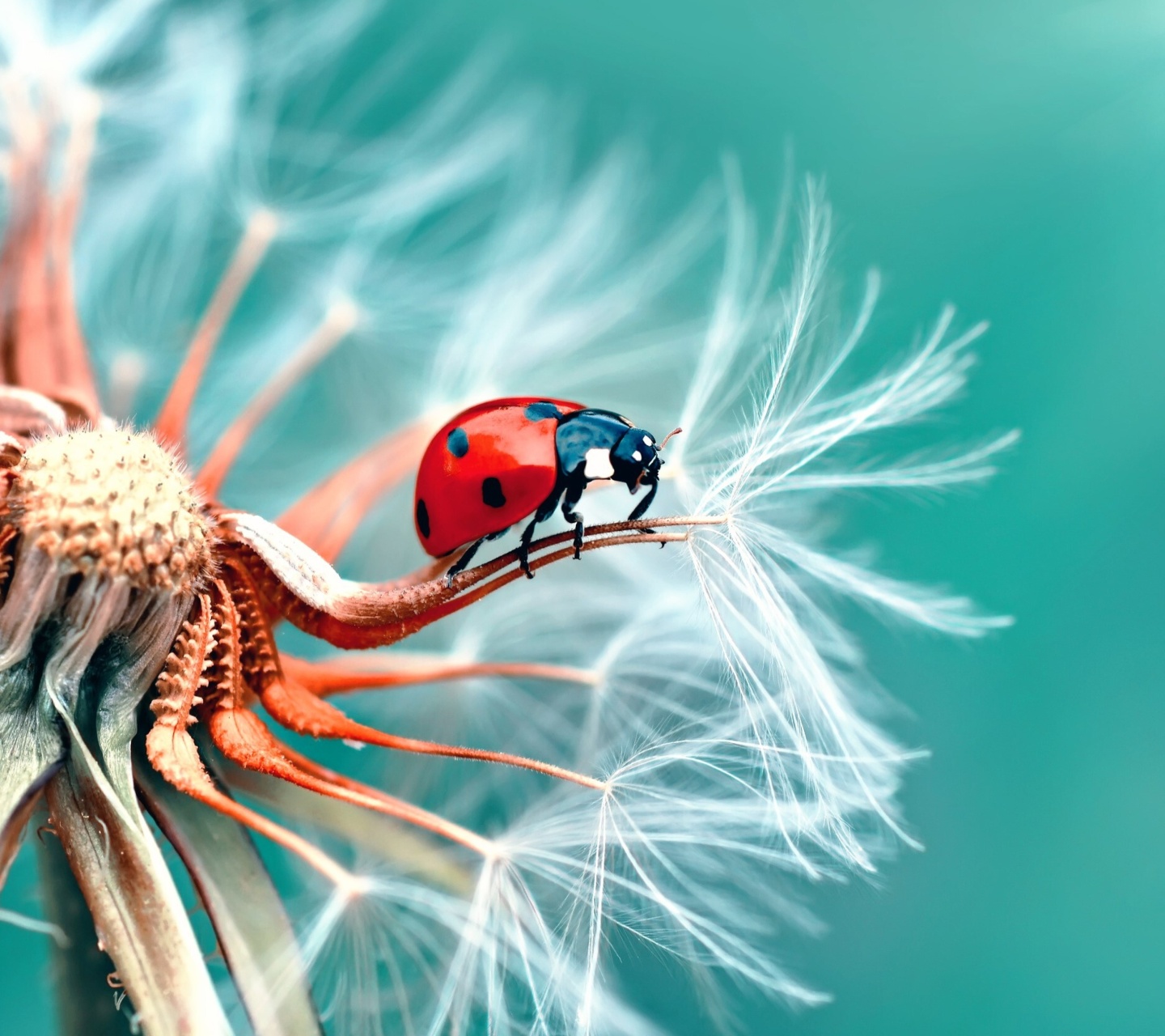 Fondo de pantalla Ladybug in Dandelion 1440x1280