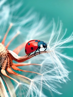 Das Ladybug in Dandelion Wallpaper 240x320