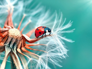 Ladybug in Dandelion wallpaper 320x240
