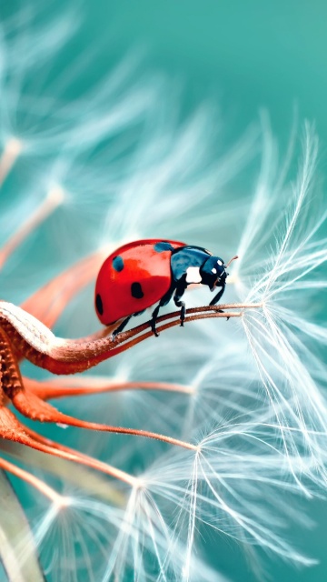 Das Ladybug in Dandelion Wallpaper 360x640