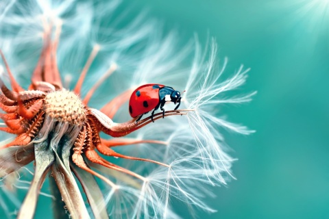 Ladybug in Dandelion wallpaper 480x320