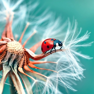 Ladybug in Dandelion Background for iPad
