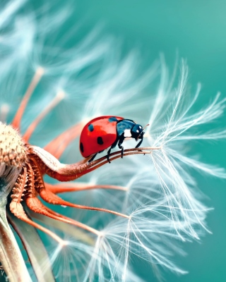 Ladybug in Dandelion - Obrázkek zdarma pro 480x640