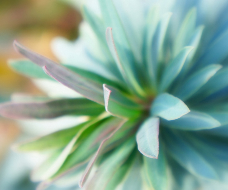 Обои Teal Flower 960x800