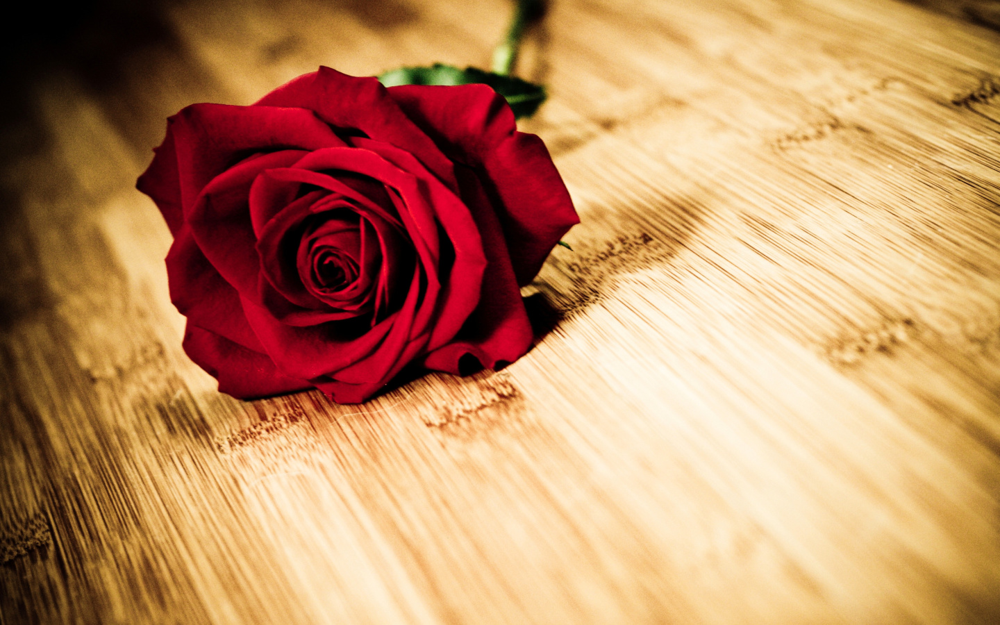 Обои Red Rose 1440x900