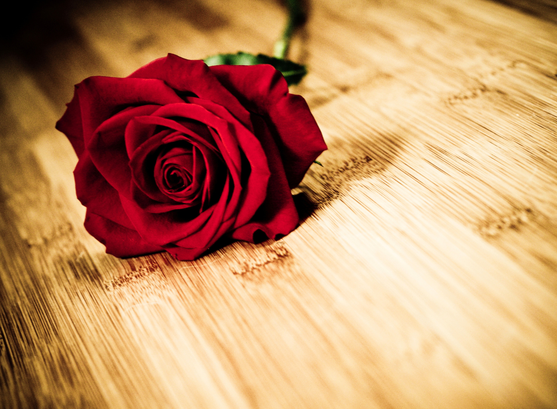 Red Rose wallpaper 1920x1408