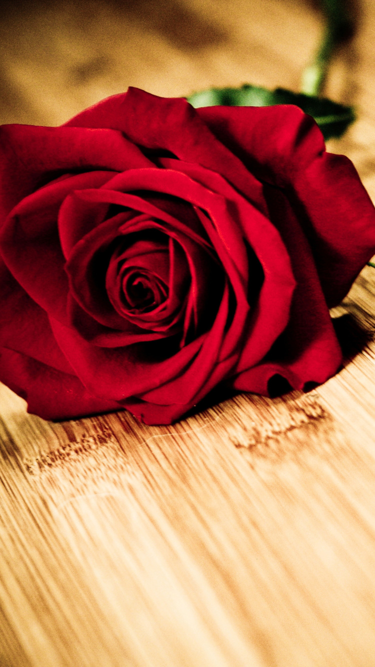 Das Red Rose Wallpaper 750x1334