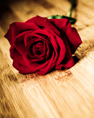 Red Rose - Obrázkek zdarma pro iPhone 5S