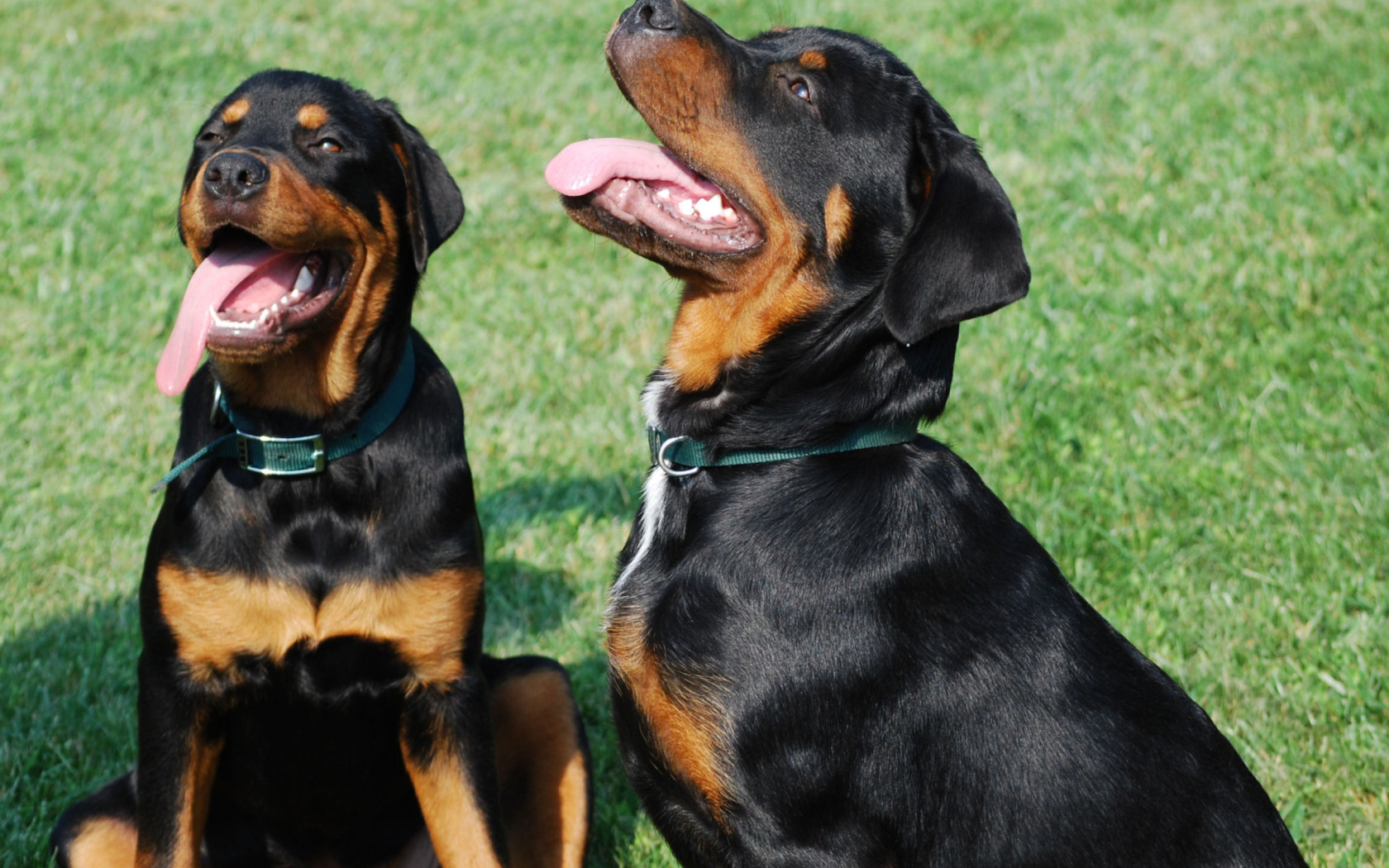 Sfondi Rottweiler 1680x1050