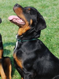 Fondo de pantalla Rottweiler 240x320