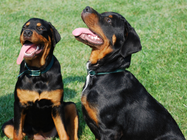 Fondo de pantalla Rottweiler 640x480