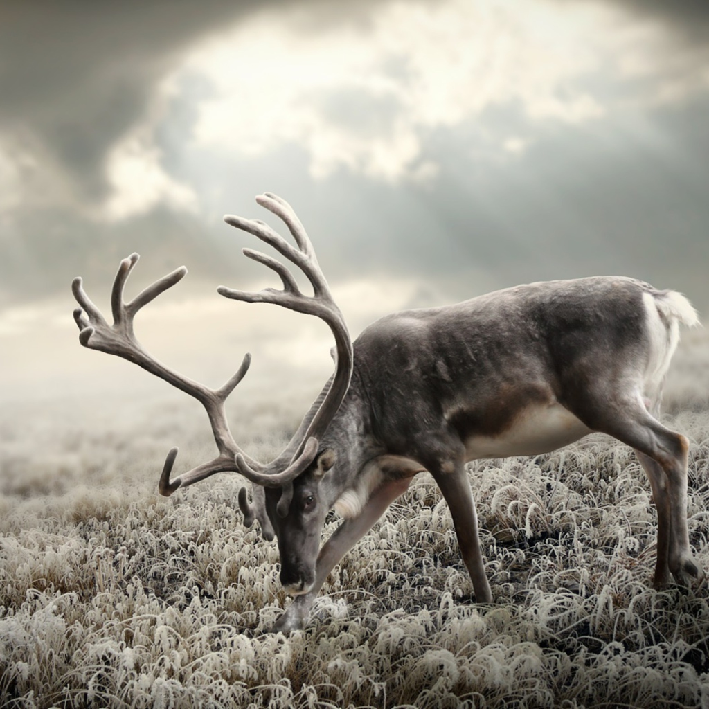 Reindeer In Tundra wallpaper 1024x1024