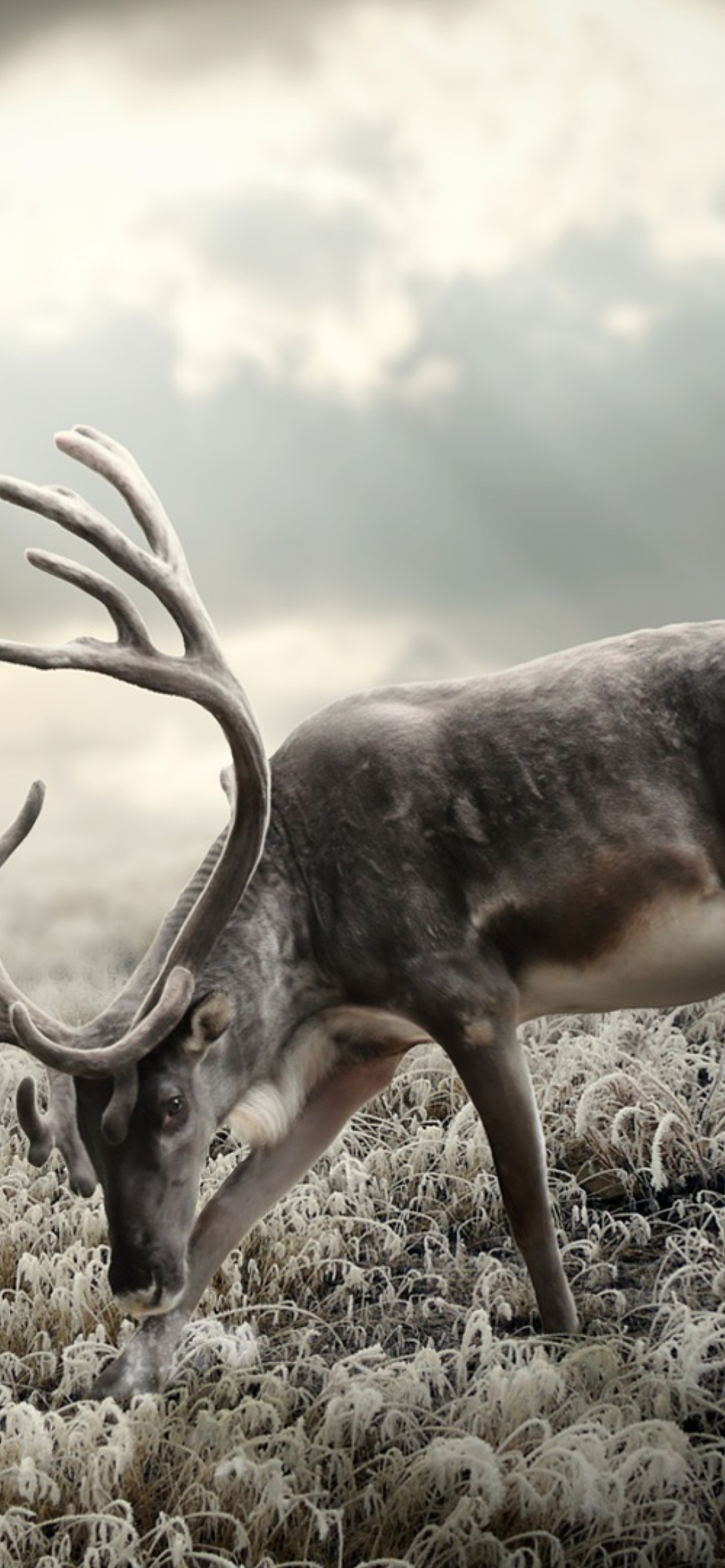 Reindeer In Tundra wallpaper 1170x2532