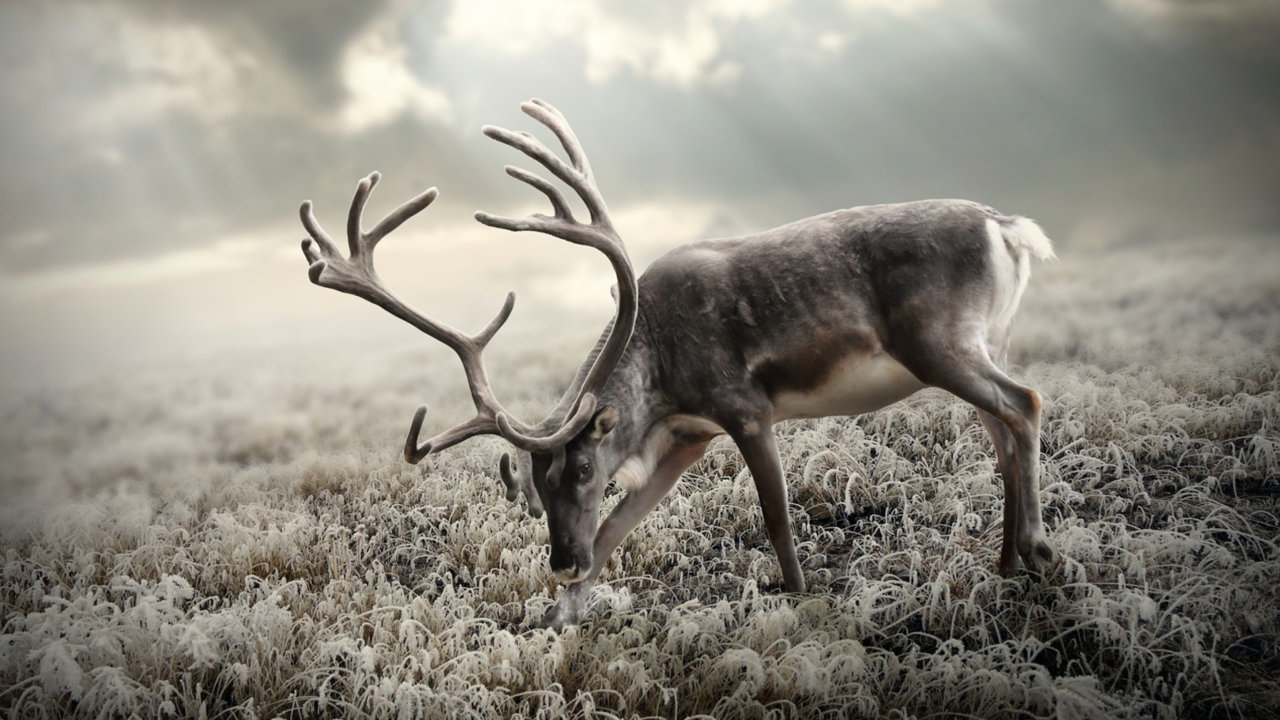 Sfondi Reindeer In Tundra 1280x720