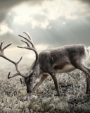 Reindeer In Tundra wallpaper 128x160