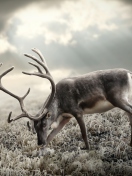 Fondo de pantalla Reindeer In Tundra 132x176