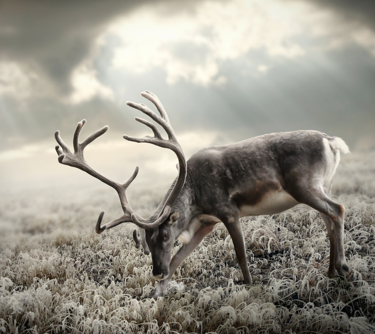 Das Reindeer In Tundra Wallpaper 1440x1280