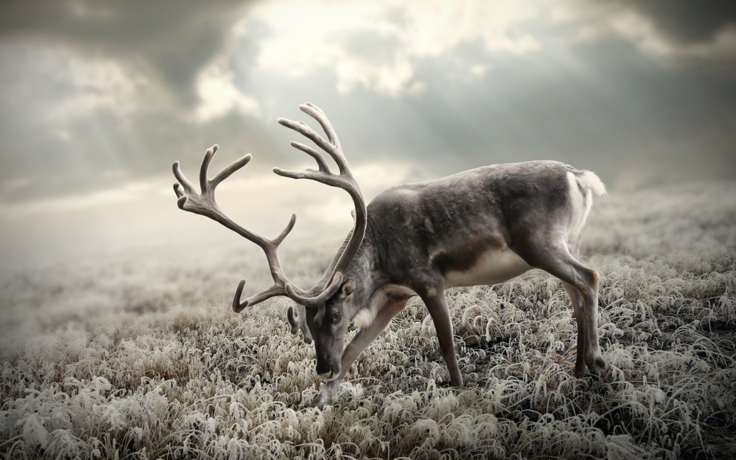 Sfondi Reindeer In Tundra 1440x900