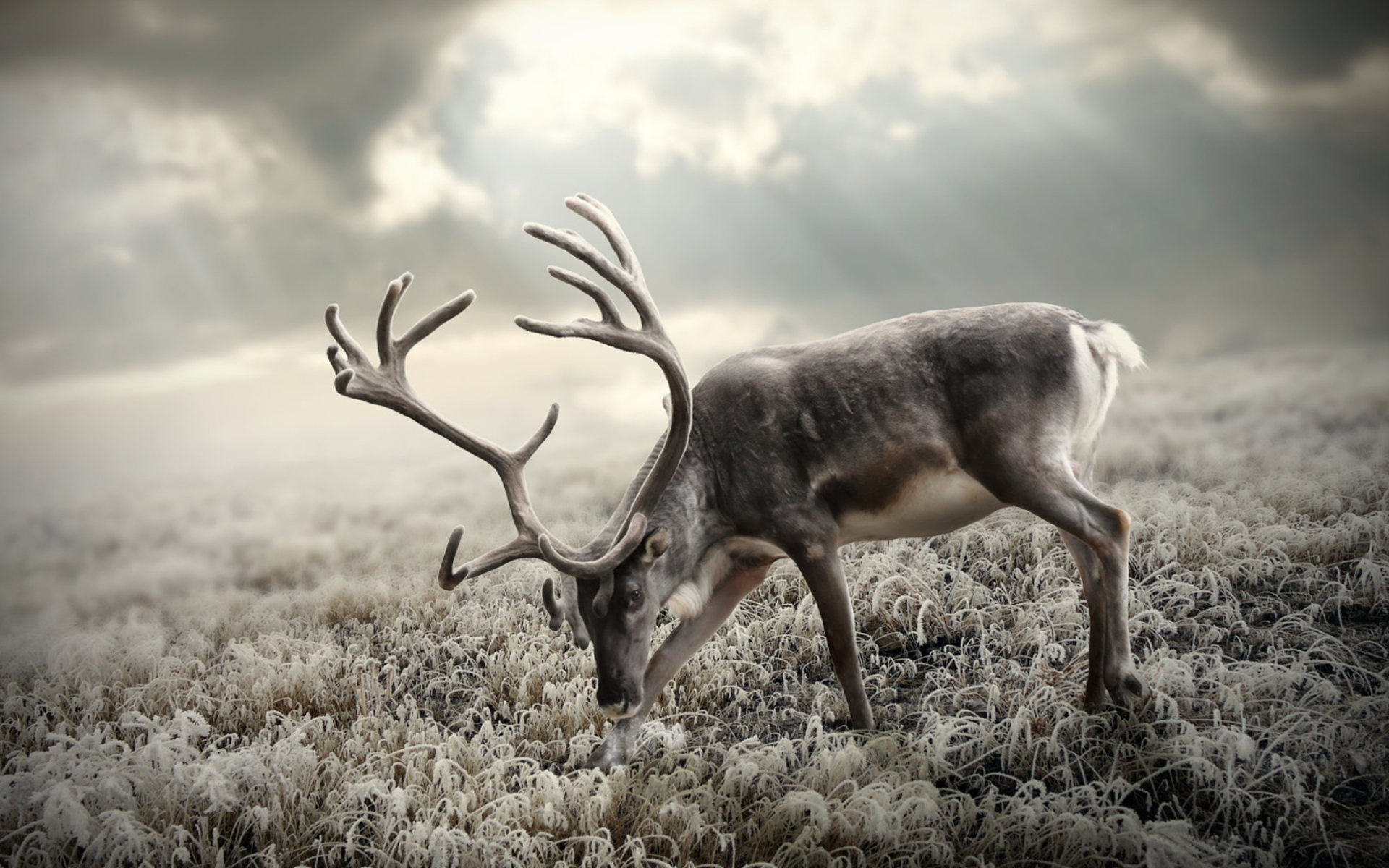 Sfondi Reindeer In Tundra 1920x1200