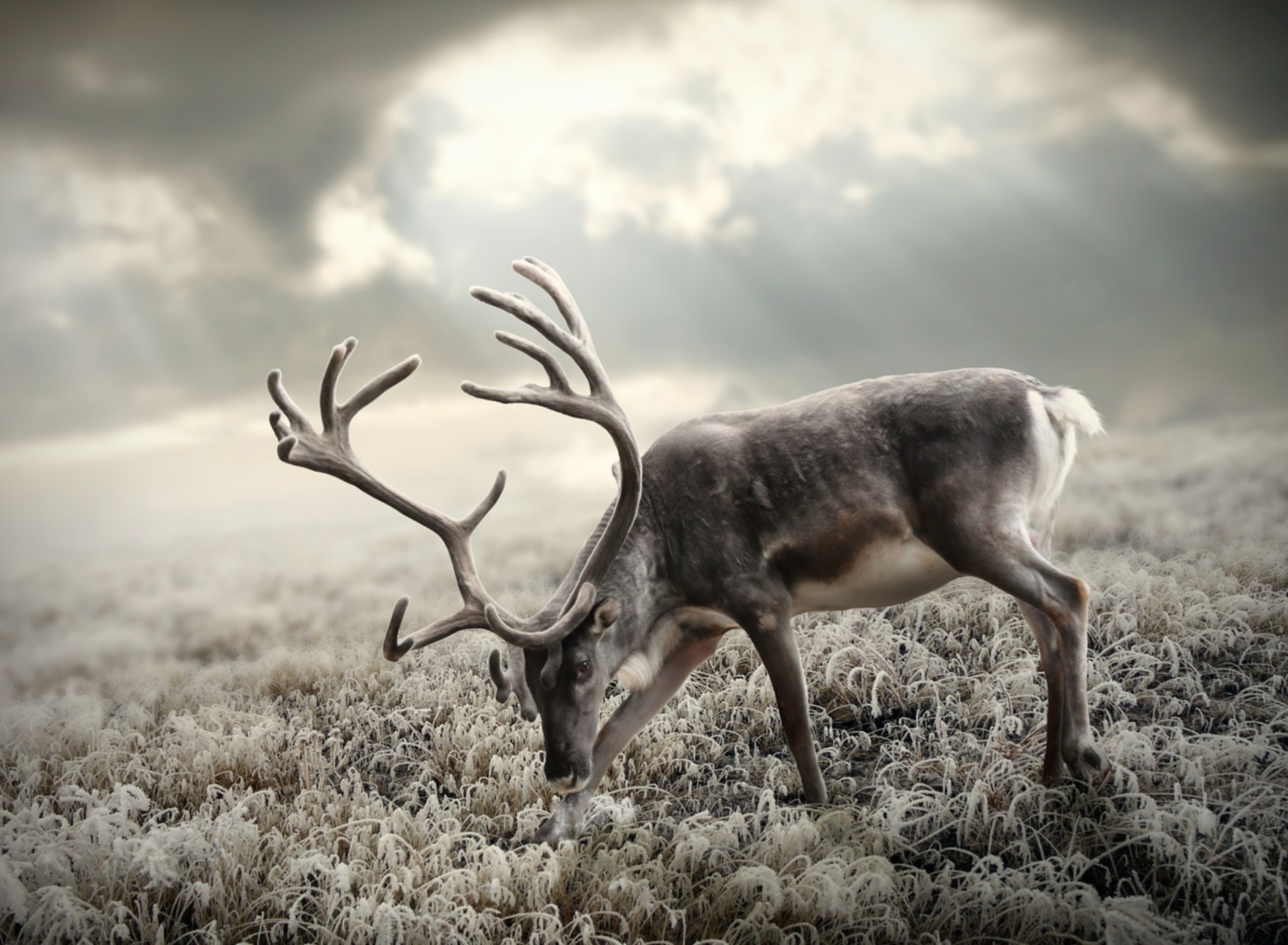 Обои Reindeer In Tundra 1920x1408