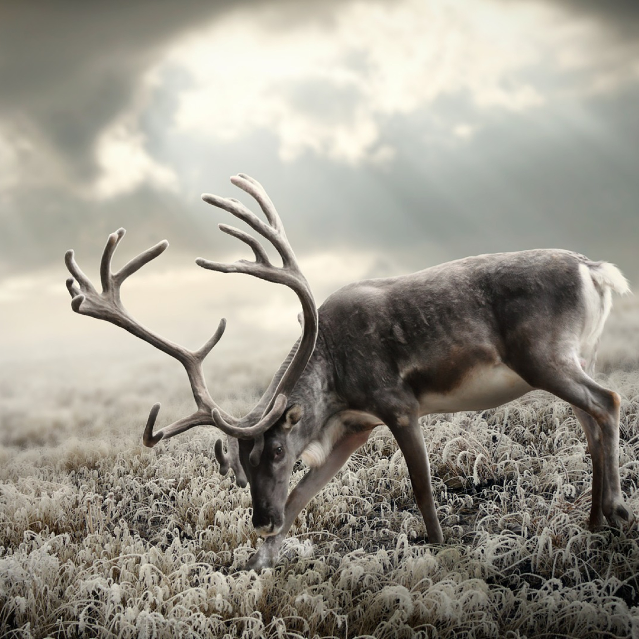 Das Reindeer In Tundra Wallpaper 2048x2048