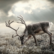 Das Reindeer In Tundra Wallpaper 208x208