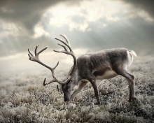 Reindeer In Tundra wallpaper 220x176