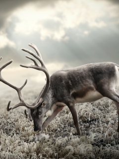 Fondo de pantalla Reindeer In Tundra 240x320