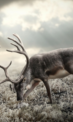 Das Reindeer In Tundra Wallpaper 240x400