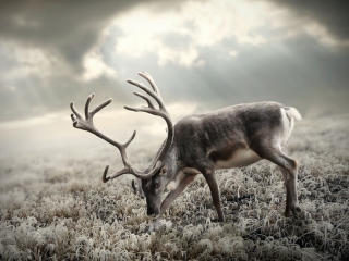 Das Reindeer In Tundra Wallpaper 320x240