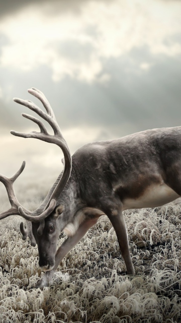 Reindeer In Tundra wallpaper 360x640