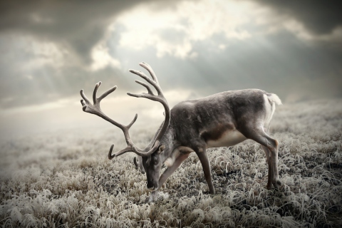 Reindeer In Tundra wallpaper 480x320