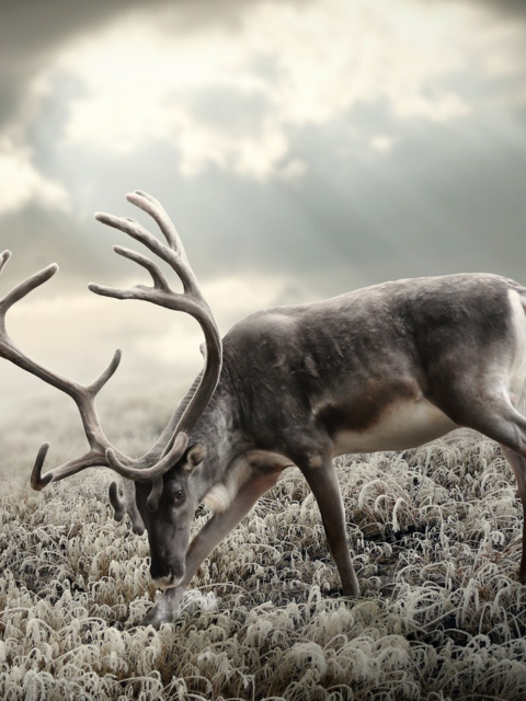 Das Reindeer In Tundra Wallpaper 480x640