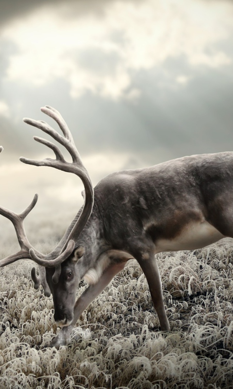 Das Reindeer In Tundra Wallpaper 480x800