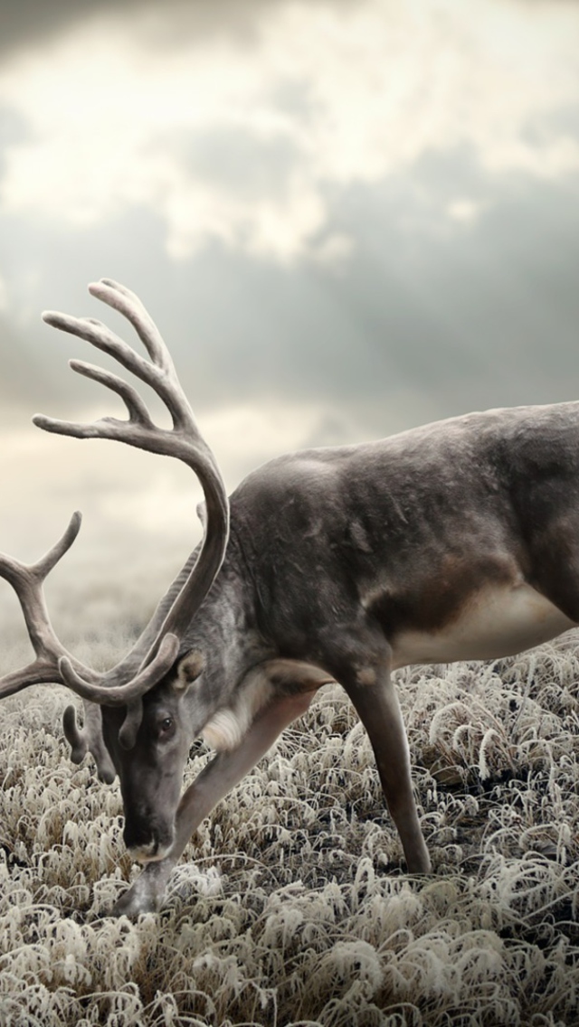 Fondo de pantalla Reindeer In Tundra 640x1136