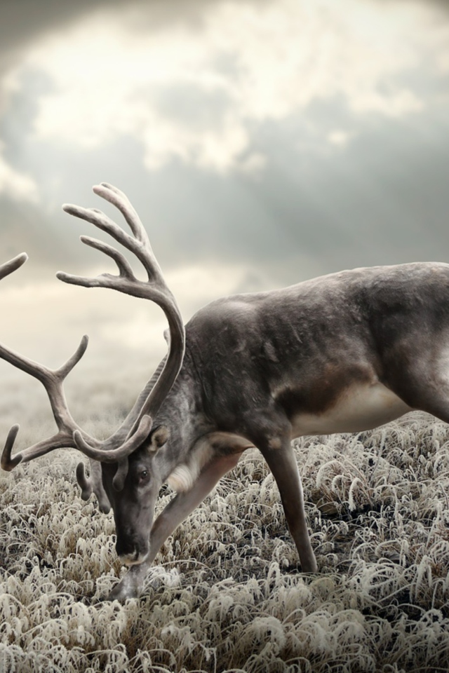 Das Reindeer In Tundra Wallpaper 640x960