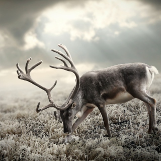 Kostenloses Reindeer In Tundra Wallpaper für 208x208